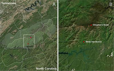 Whole Genome Shotgun Sequencing Detects Greater Lichen Fungal Diversity Than Amplicon-Based Methods in Environmental Samples
